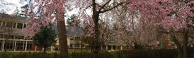 Sister Mary Grace Arboretum